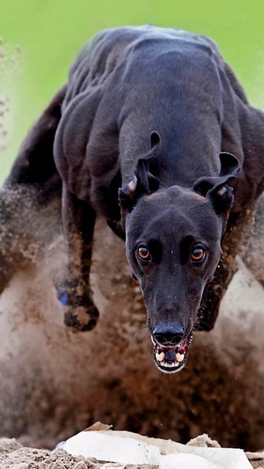 fond d'écran playstation,chien,levrette,museau,galgo espa ol,lévrier