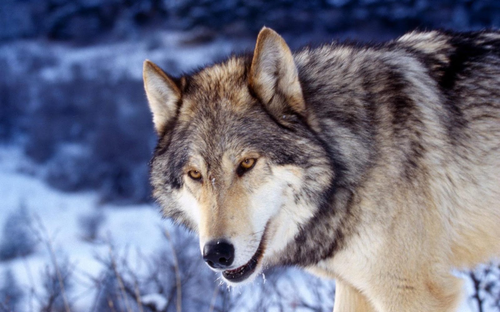 wolf tapete hd,wolf,canis lupus tundrarum,tierwelt,tschechoslowakischer wolfshund,saarloos wolfshund