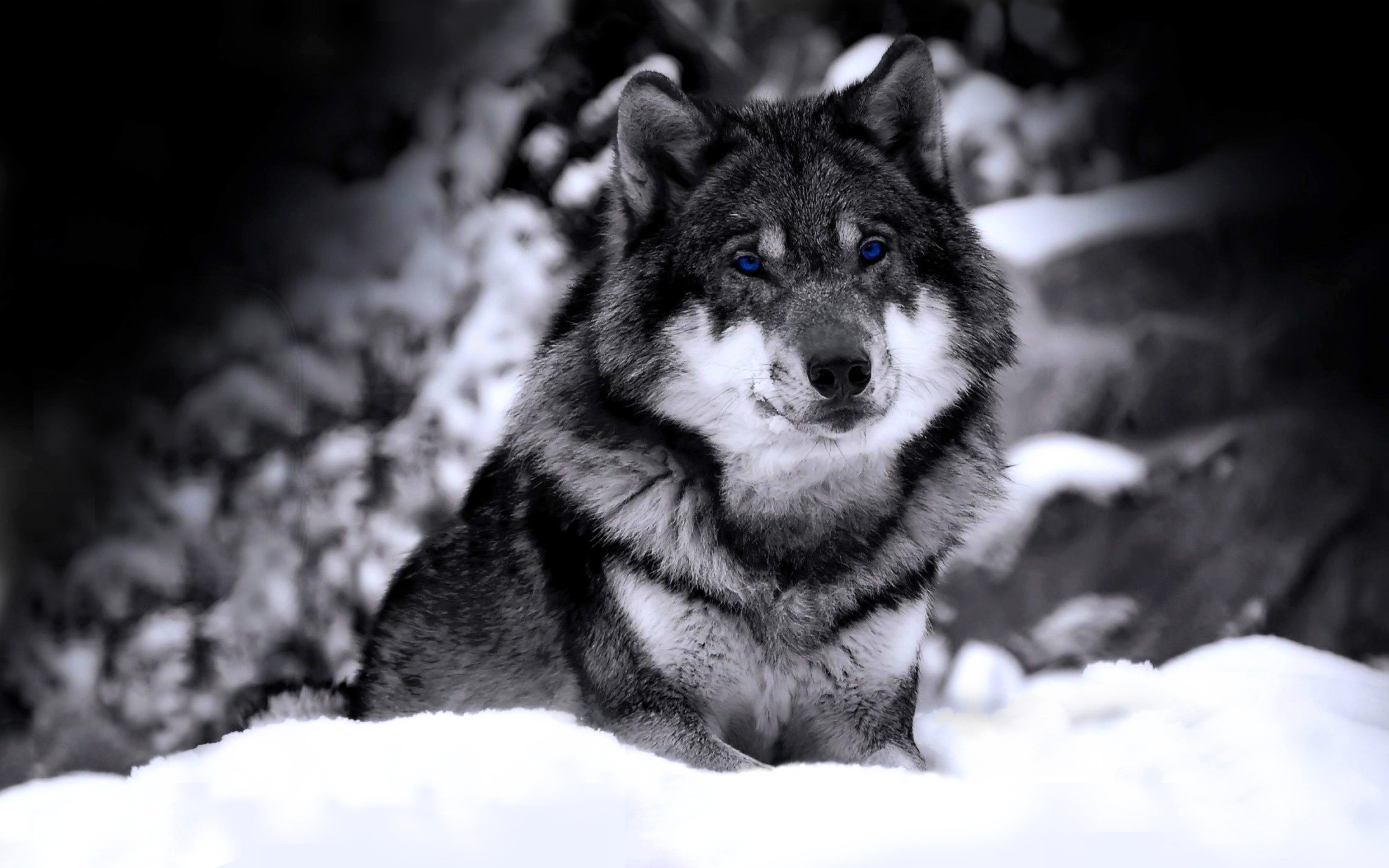 wolf tapete hd,schwarz und weiß,schwarz,hund,wolf,monochrome fotografie