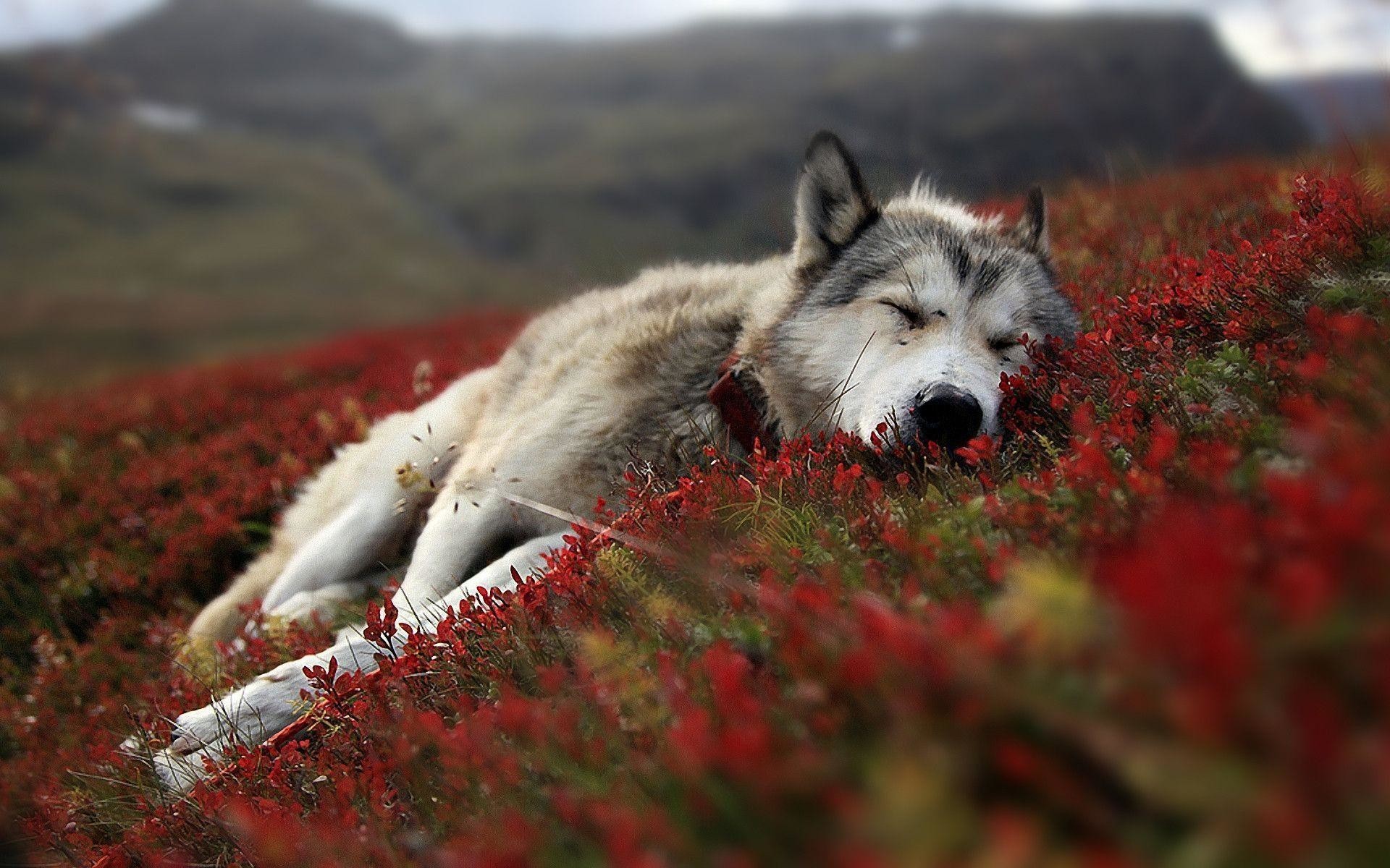 lupo wallpaper hd,cane,cane nordico inuit,husky siberiano,cane eschimese canadese,alaskan malamute