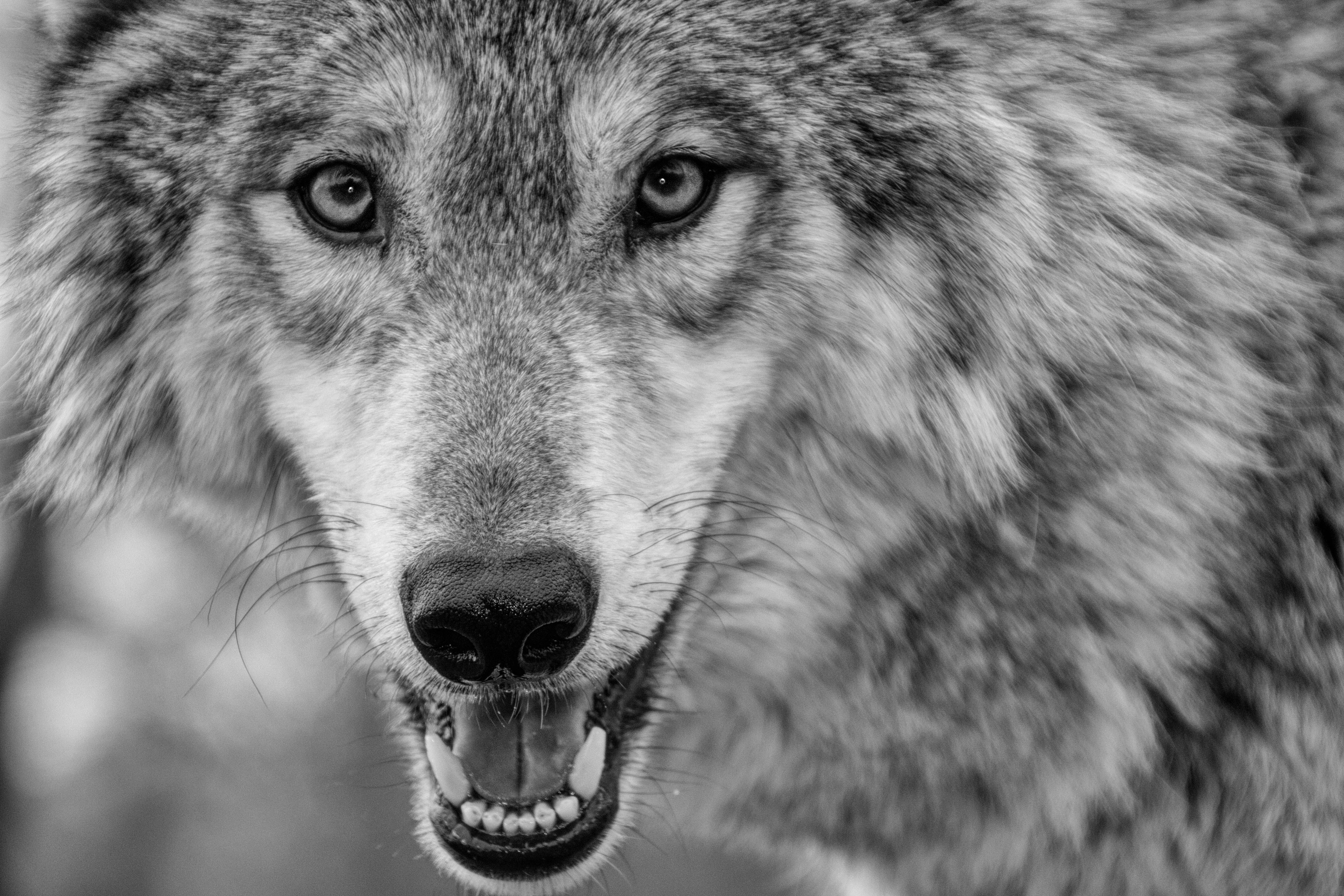 lobo fondos de pantalla hd,lobo,perro,en blanco y negro,perro lobo checoslovaco,perro lobo