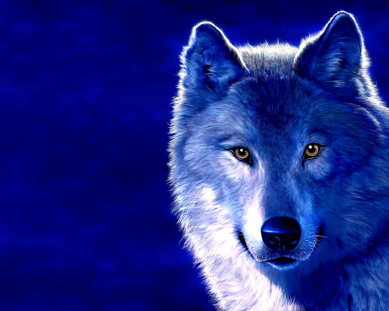 fond d'écran loup hd,bleu,loup,canis lupus tundrarum,faune,lumière