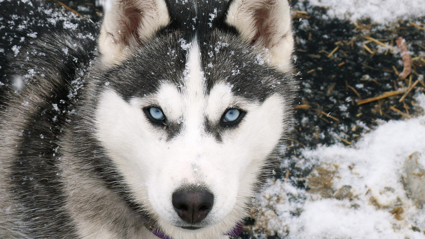 fond d'écran loup hd,chien,husky sibérien,sakhalin husky,malamute d'alaska,chien esquimau canadien