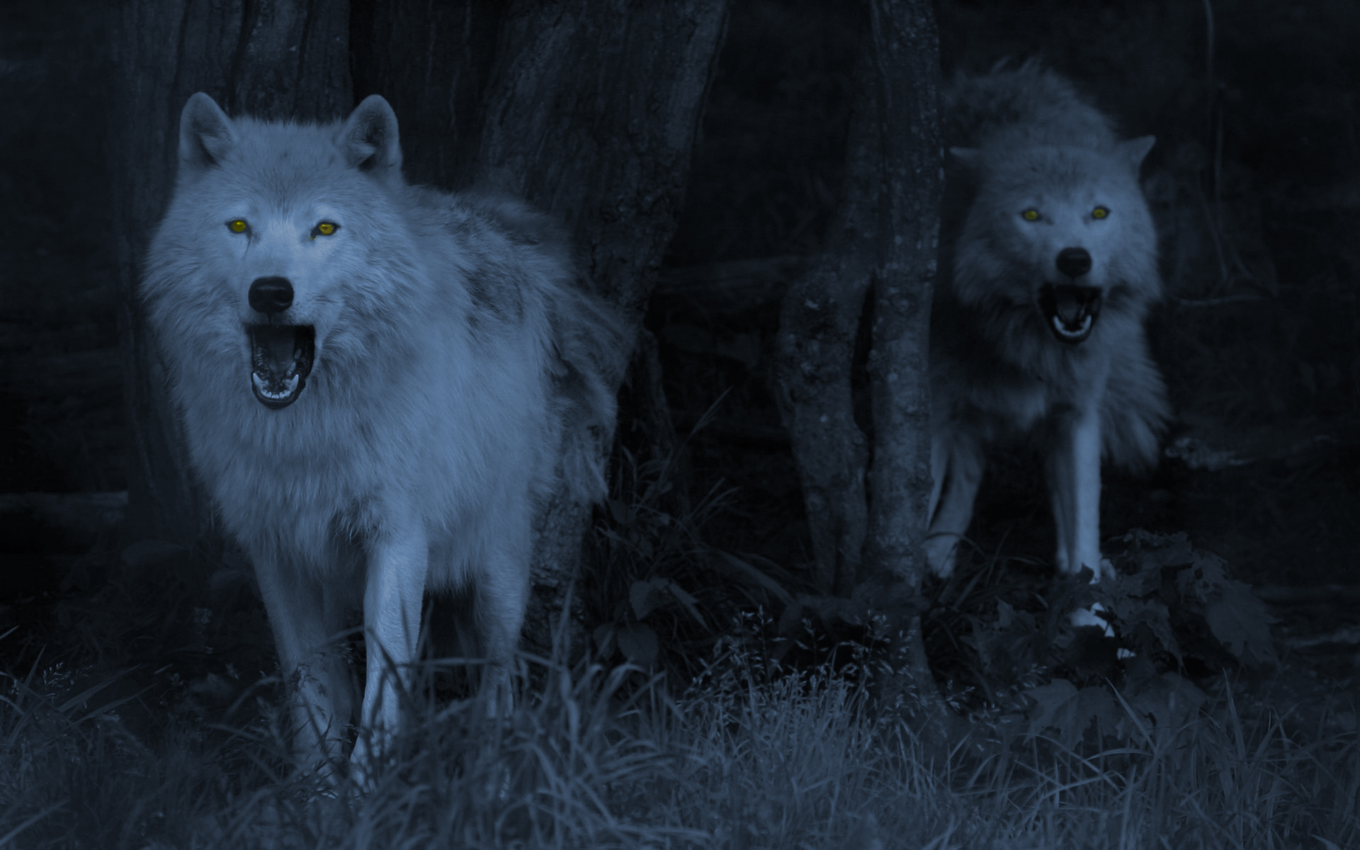 lobo fondos de pantalla hd,lobo,canis lupus tundrarum,fauna silvestre,oscuridad,animal terrestre
