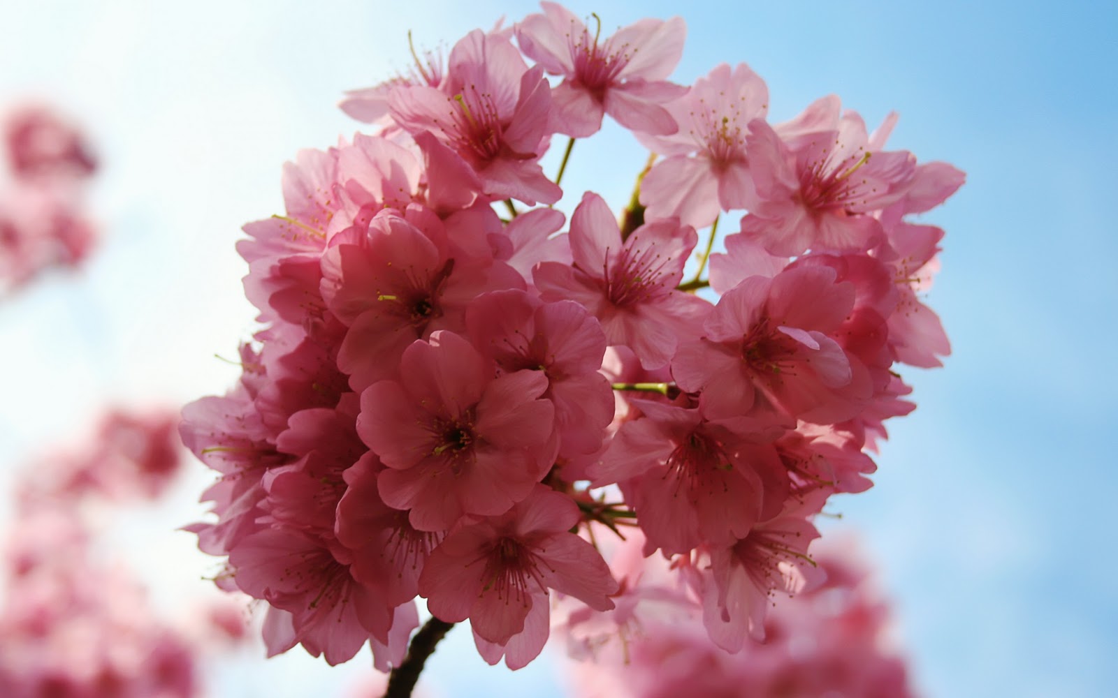 wallpaper de flores,flower,pink,plant,petal,blossom