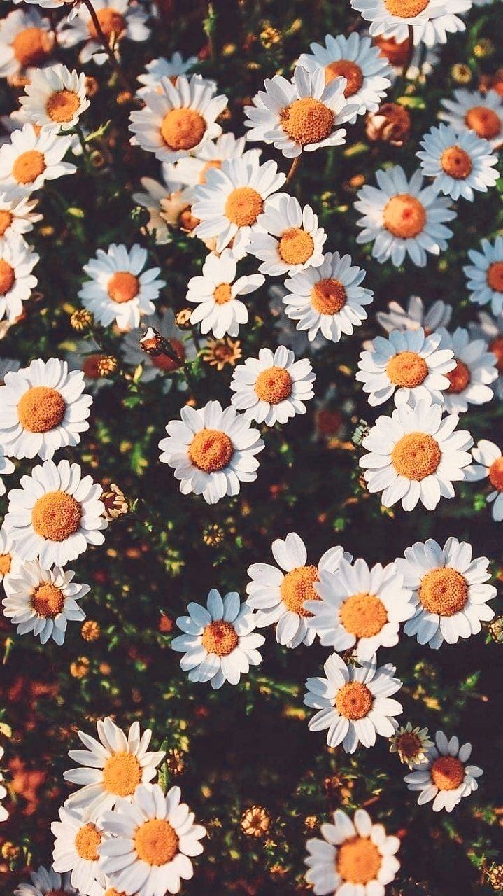 wallpaper de flores,flower,flowering plant,plant,daisy,floral design