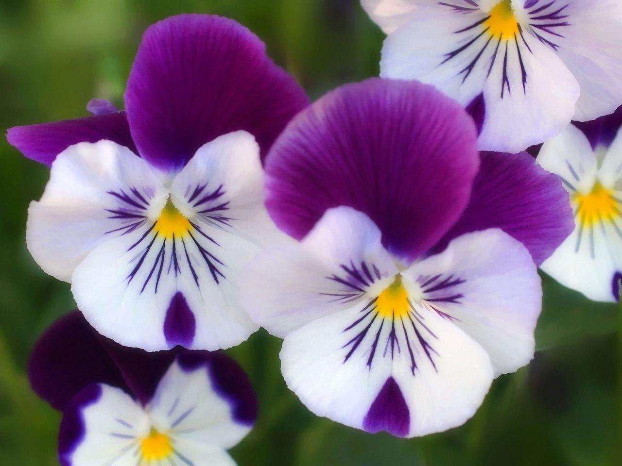 wallpaper de flores,flower,flowering plant,wild pansy,pansy,plant