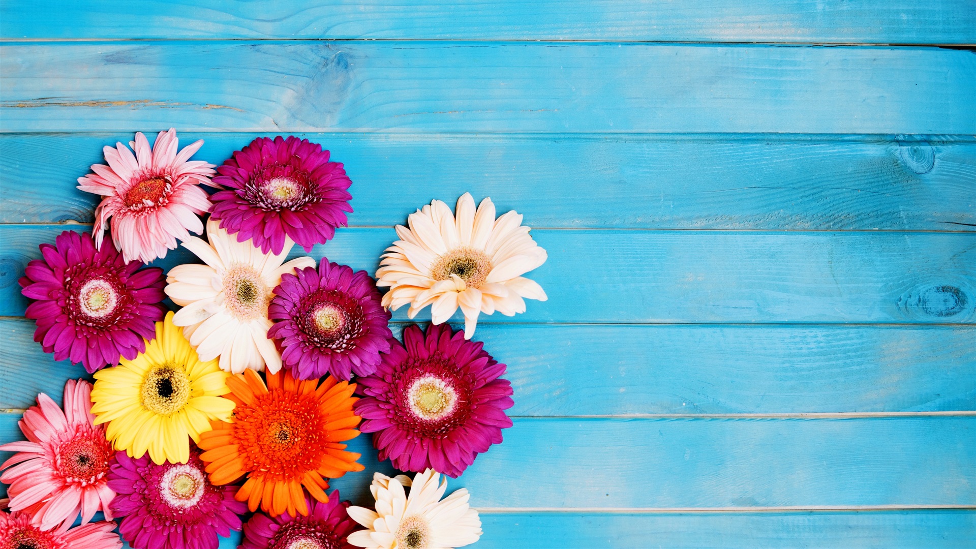 wallpaper de flores,flower,barberton daisy,gerbera,petal,pink