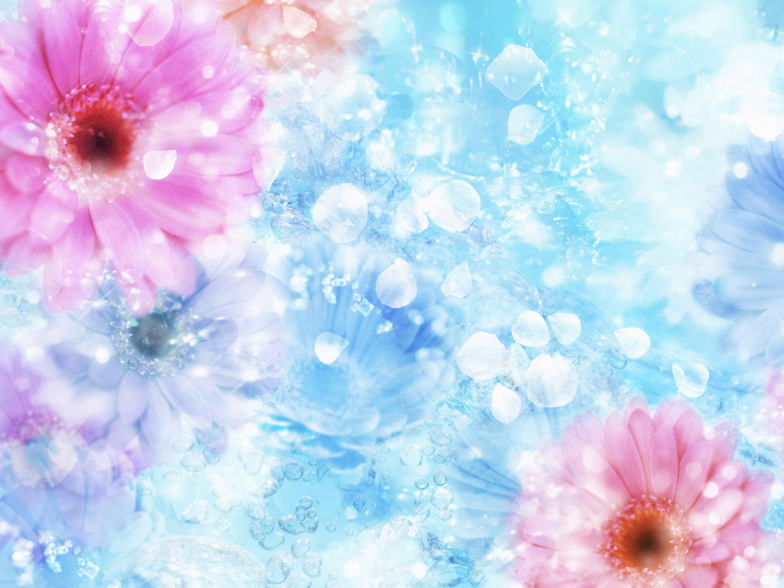 sfondi floreali,petalo,rosa,blu,fiore,pianta