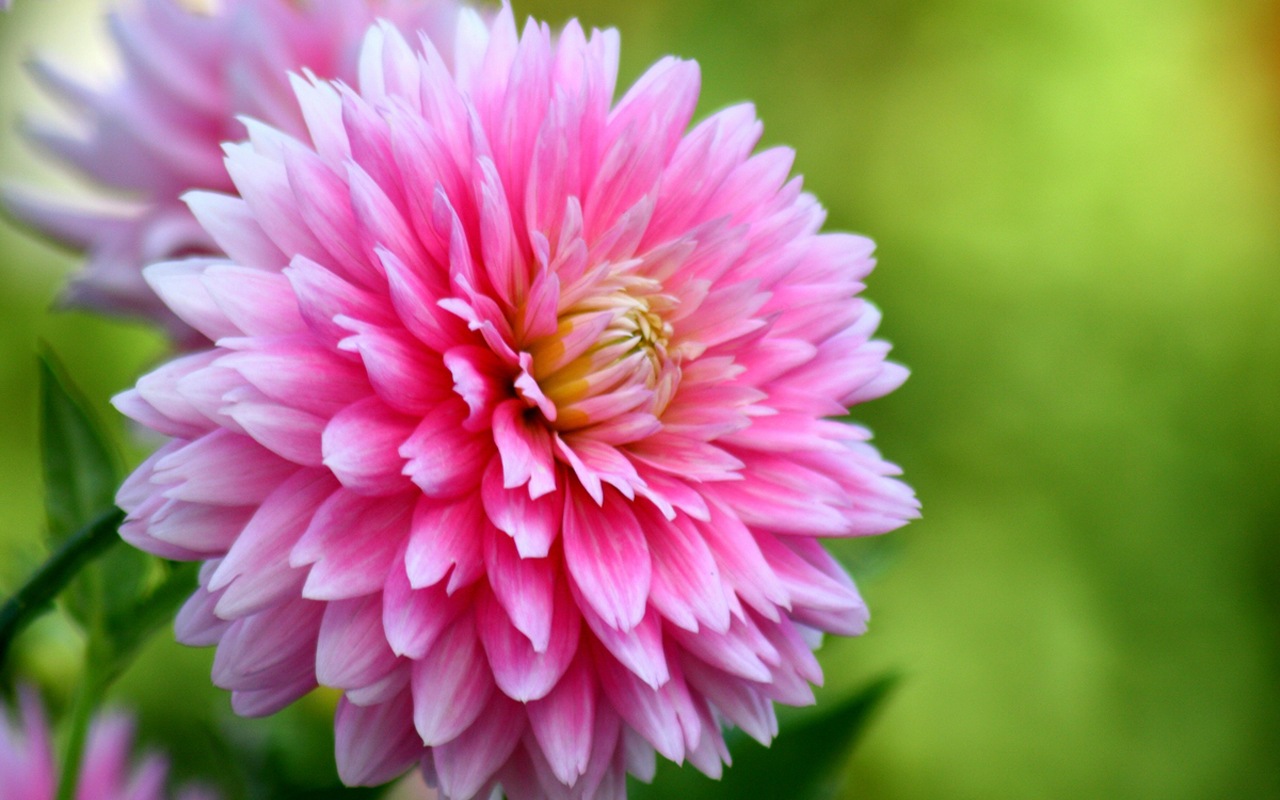 wallpaper de flores,flower,flowering plant,pink,plant,petal