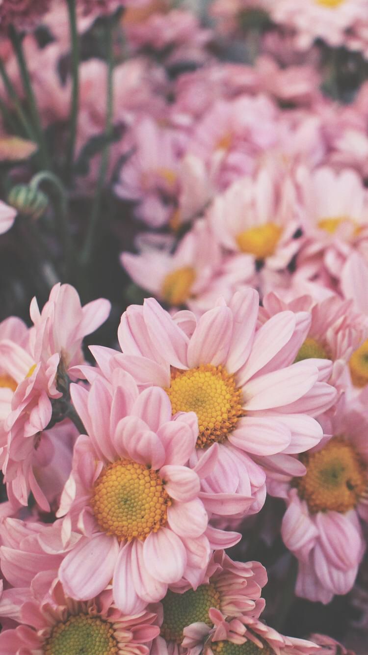fondo de pantalla de flores,flor,planta floreciendo,pétalo,rosado,planta