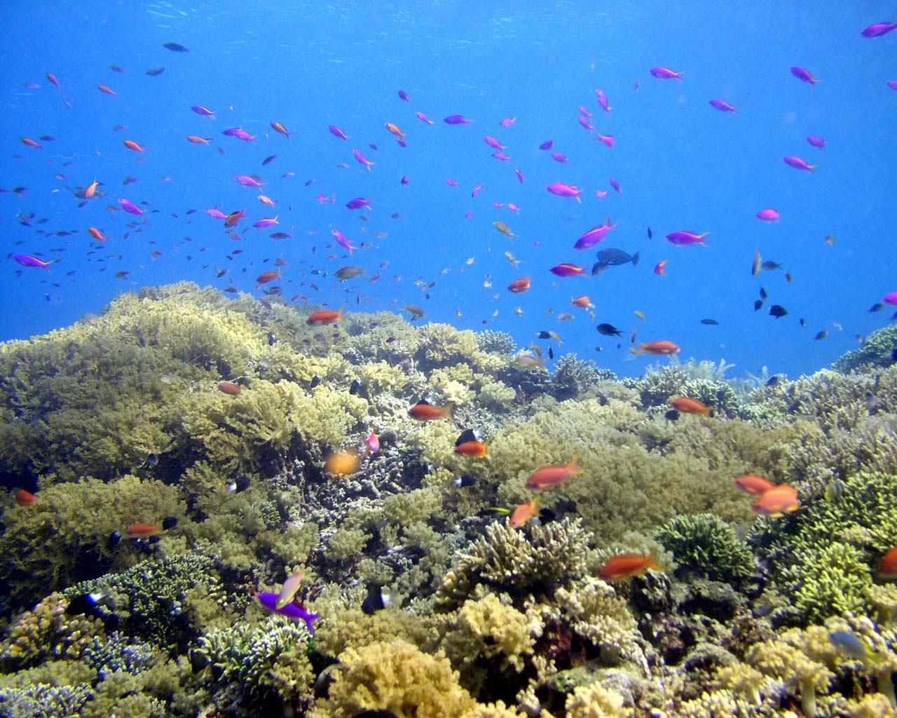 indonesien tapete,korallenriff,riff,unter wasser,meeresbiologie,korallenrifffische