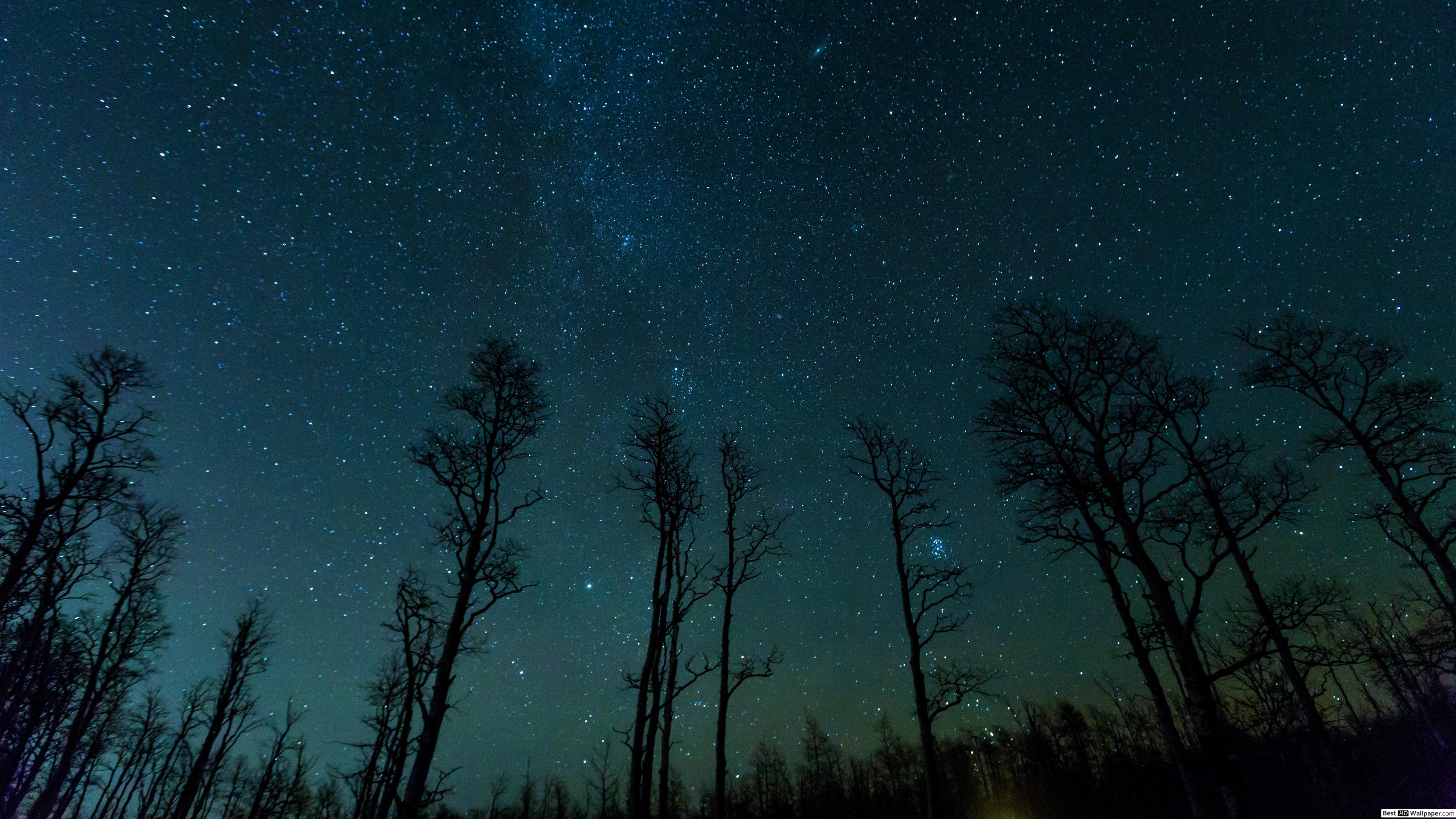 fond d'écran cielo,ciel,la nature,nuit,bleu,arbre