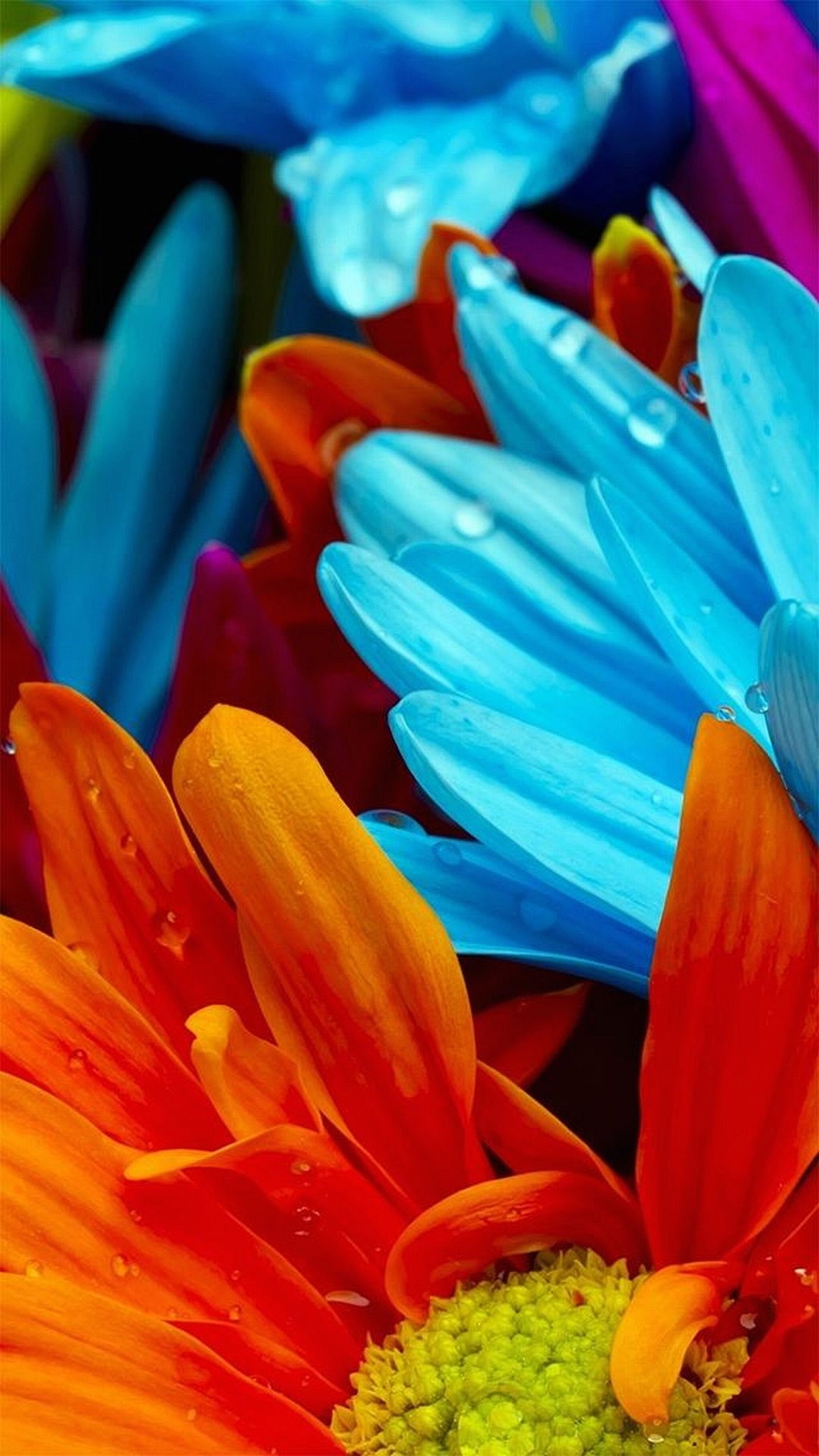 sfondo di lg g4,petalo,blu,arancia,fiore,avvicinamento