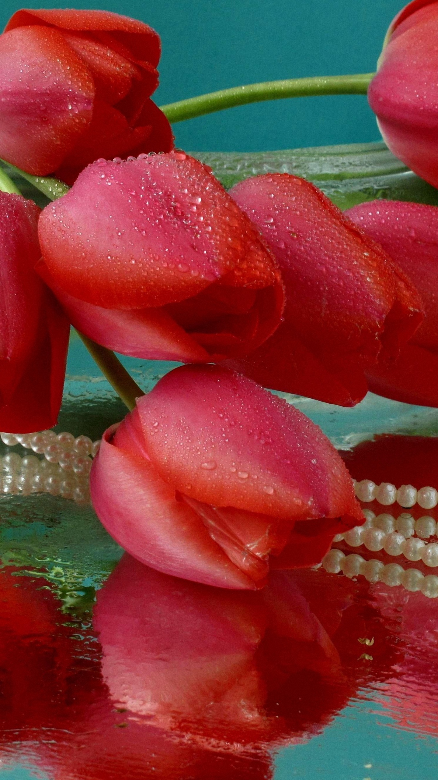 lg g4 fond d'écran,pétale,rose,rouge,tulipe,fleur