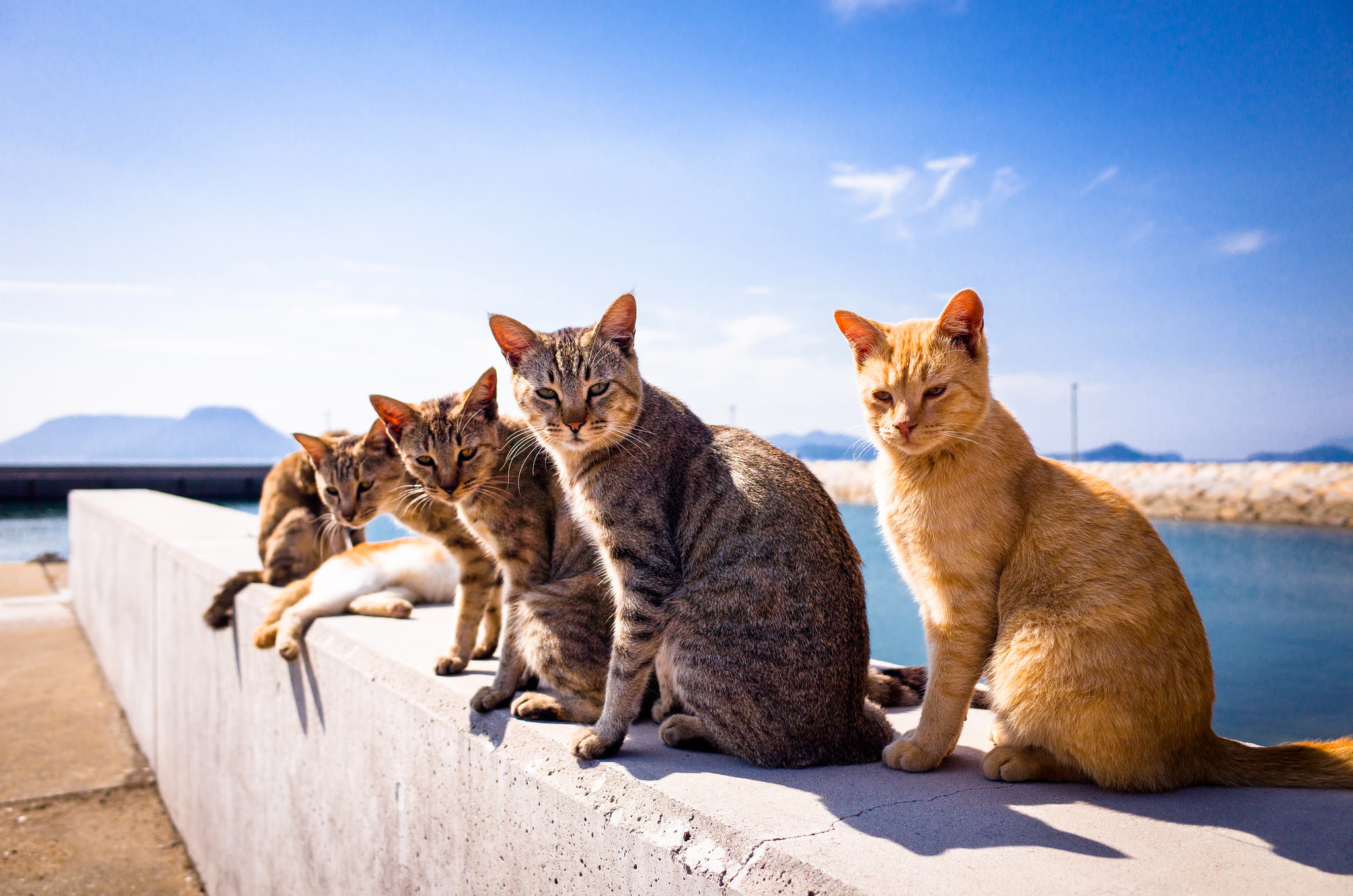 chat wallpaper,cat,mammal,felidae,small to medium sized cats,aegean cat