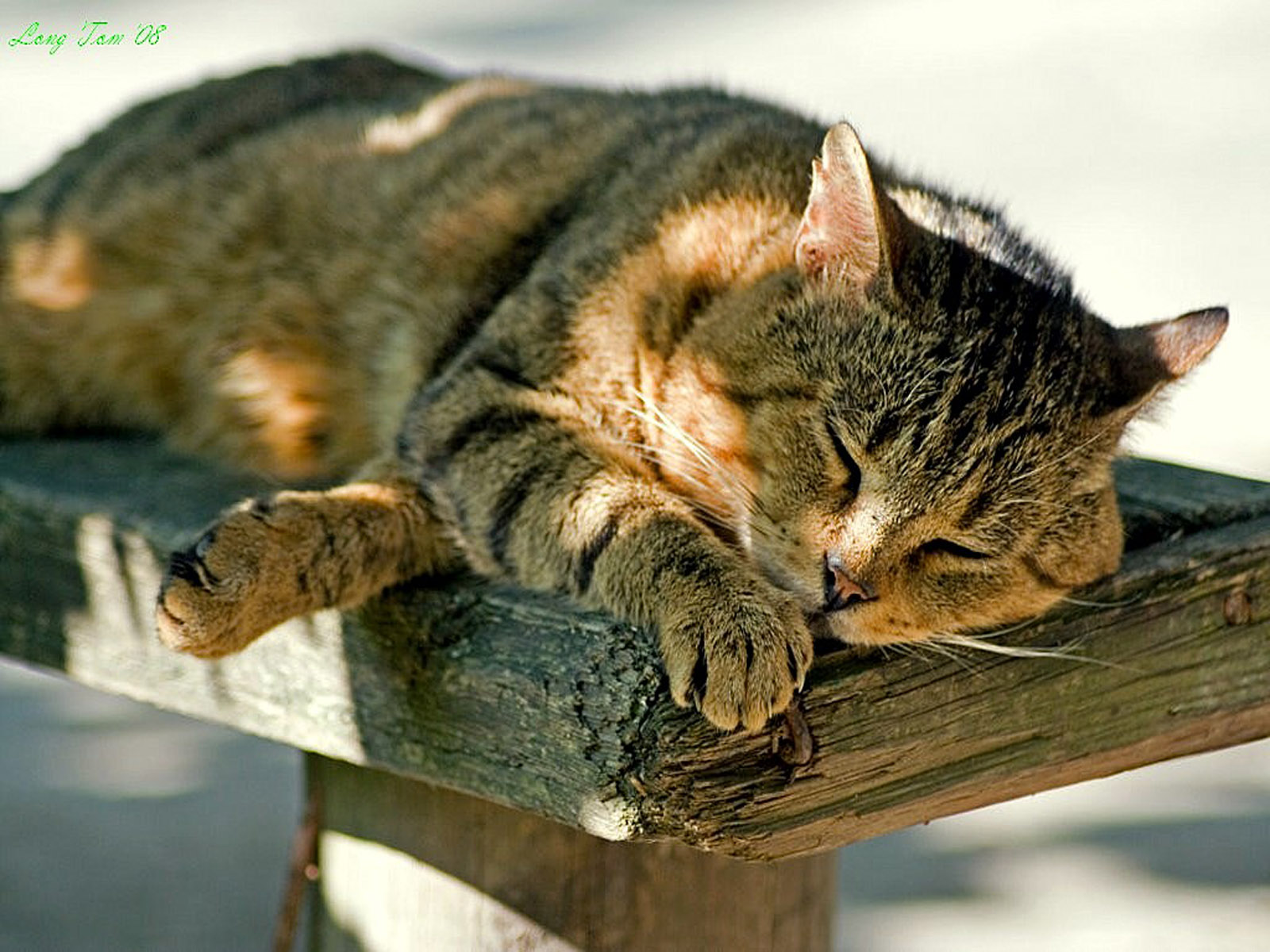 fondo de pantalla de chat,gato,gatos pequeños a medianos,bigotes,felidae,pelo corto europeo