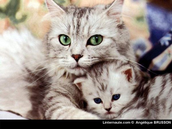 fondo de pantalla de chat,gato,gatos pequeños a medianos,felidae,bigotes,gatito