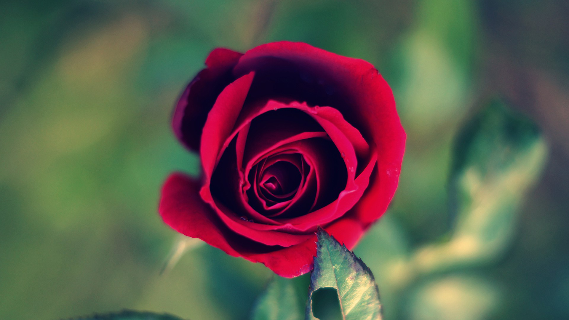 fondo de pantalla amor,flor,rosas de jardín,planta floreciendo,pétalo,rosa