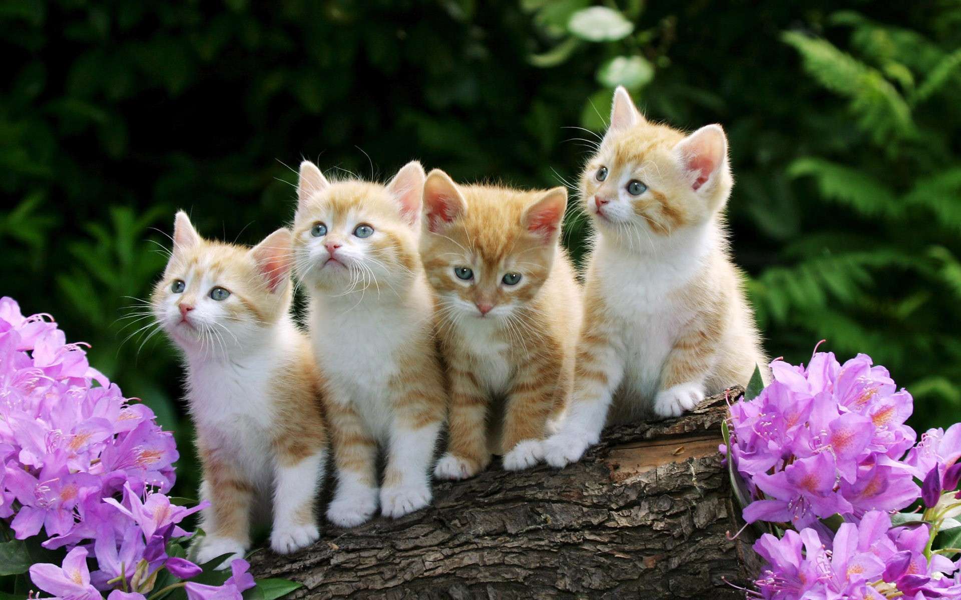 fond d'écran de chat,chat,chats de petite à moyenne taille,félidés,moustaches,chaton