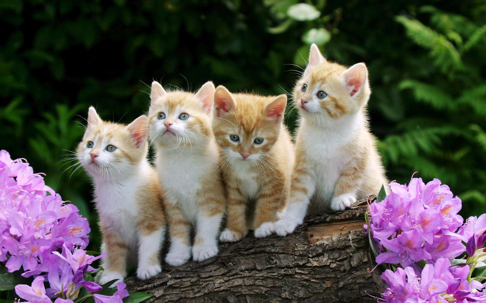 Fond D Ecran Chat Mignon Chat Chats De Petite A Moyenne Taille Felides Moustaches Chaton Wallpaperuse