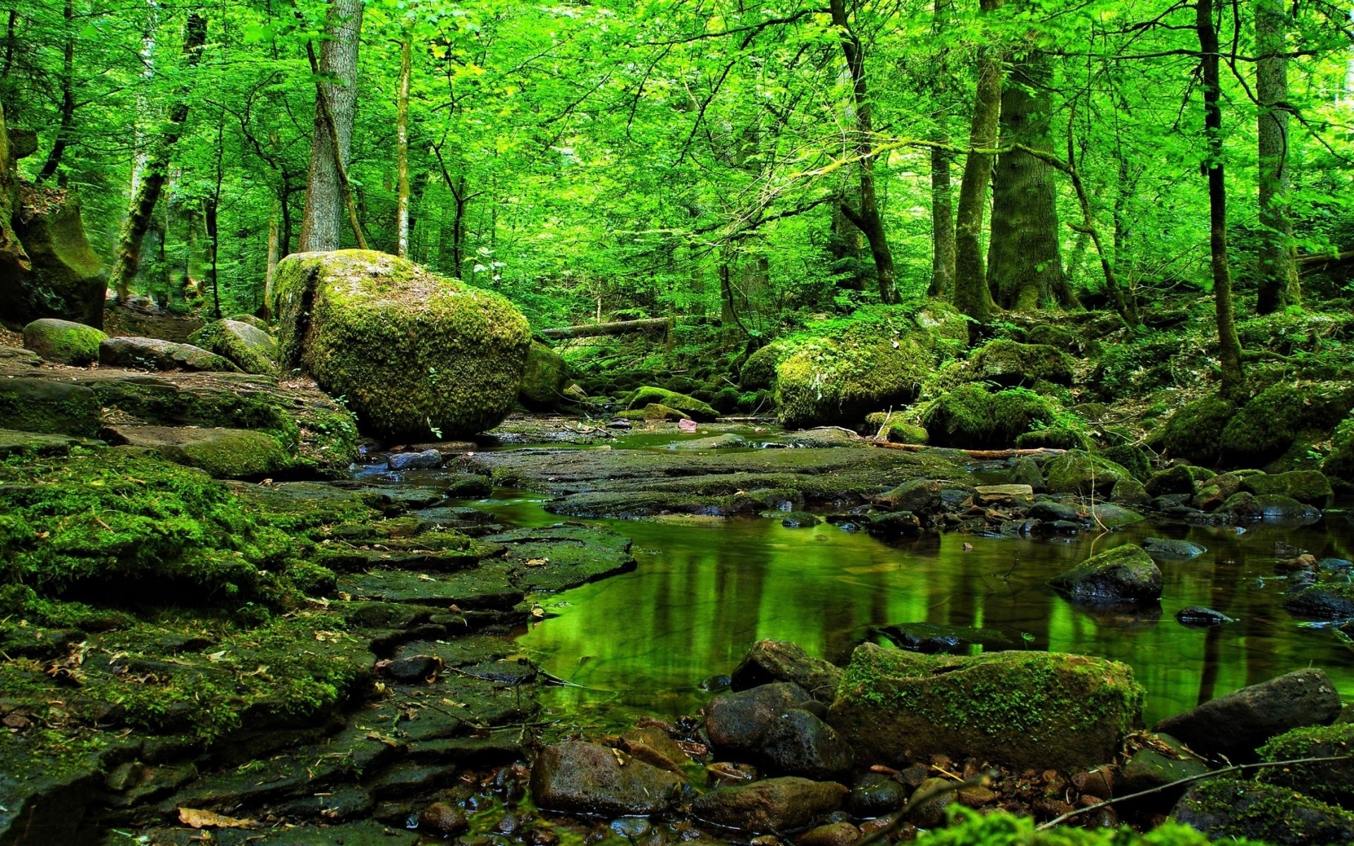 壁紙agua,自然の風景,自然,森林,古い成長林,水辺の森