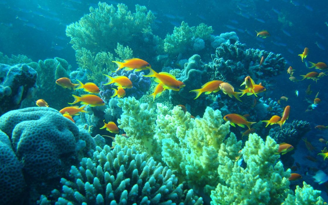 papier peint agua,récif,récif de corail,sous marin,corail,biologie marine