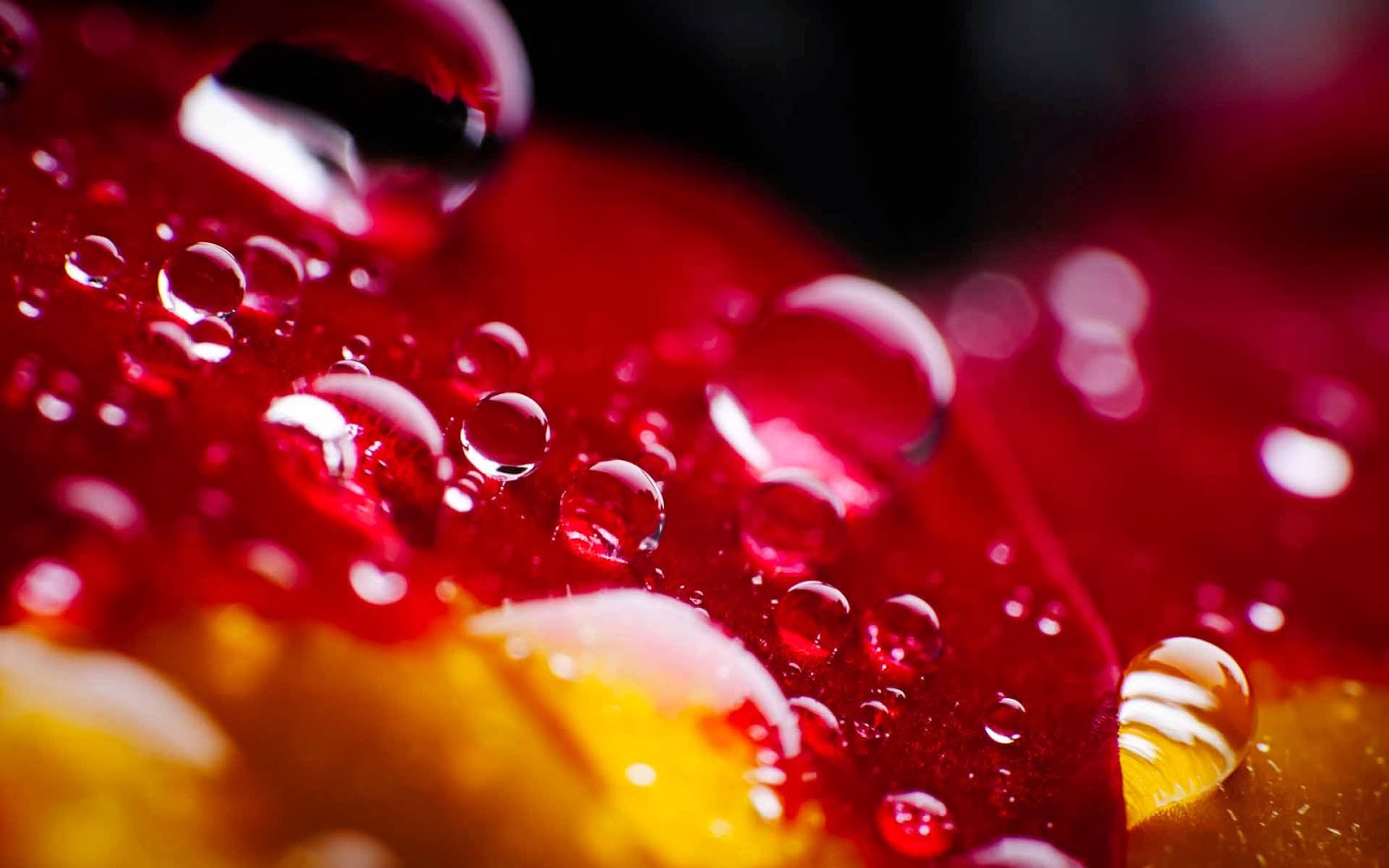 wallpaper agua,red,water,macro photography,close up,cranberry