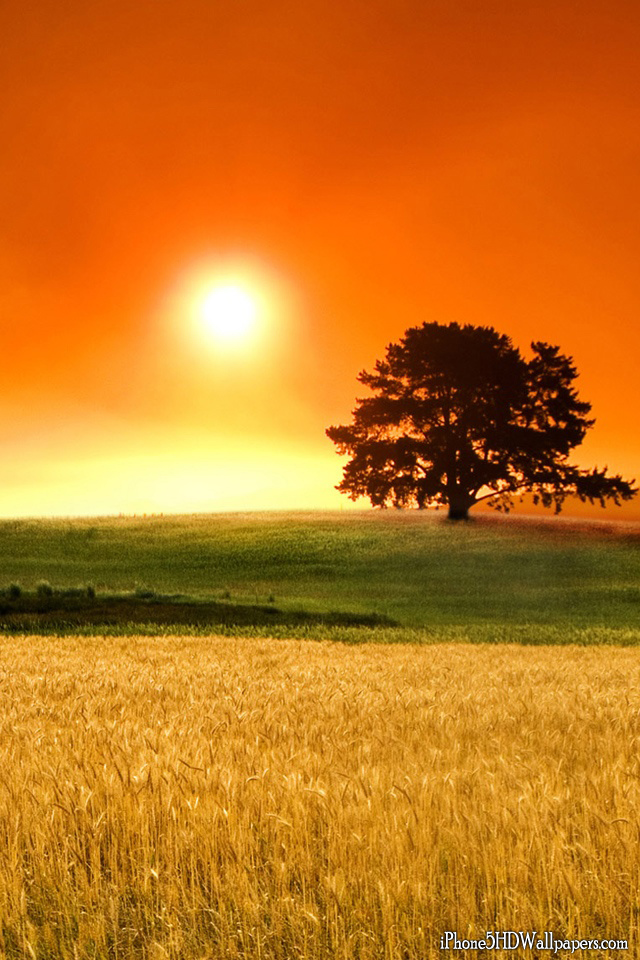 sfondi e sfondi hd,paesaggio naturale,cielo,natura,campo,alba