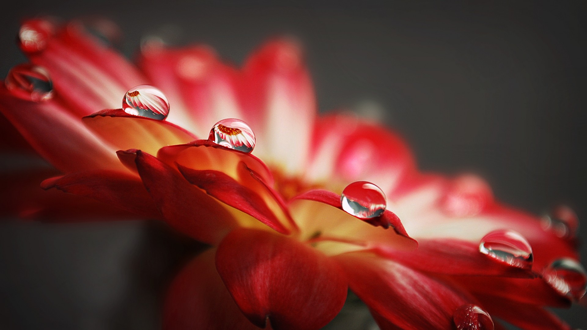 carta da parati agua,rosso,acqua,petalo,macrofotografia,avvicinamento