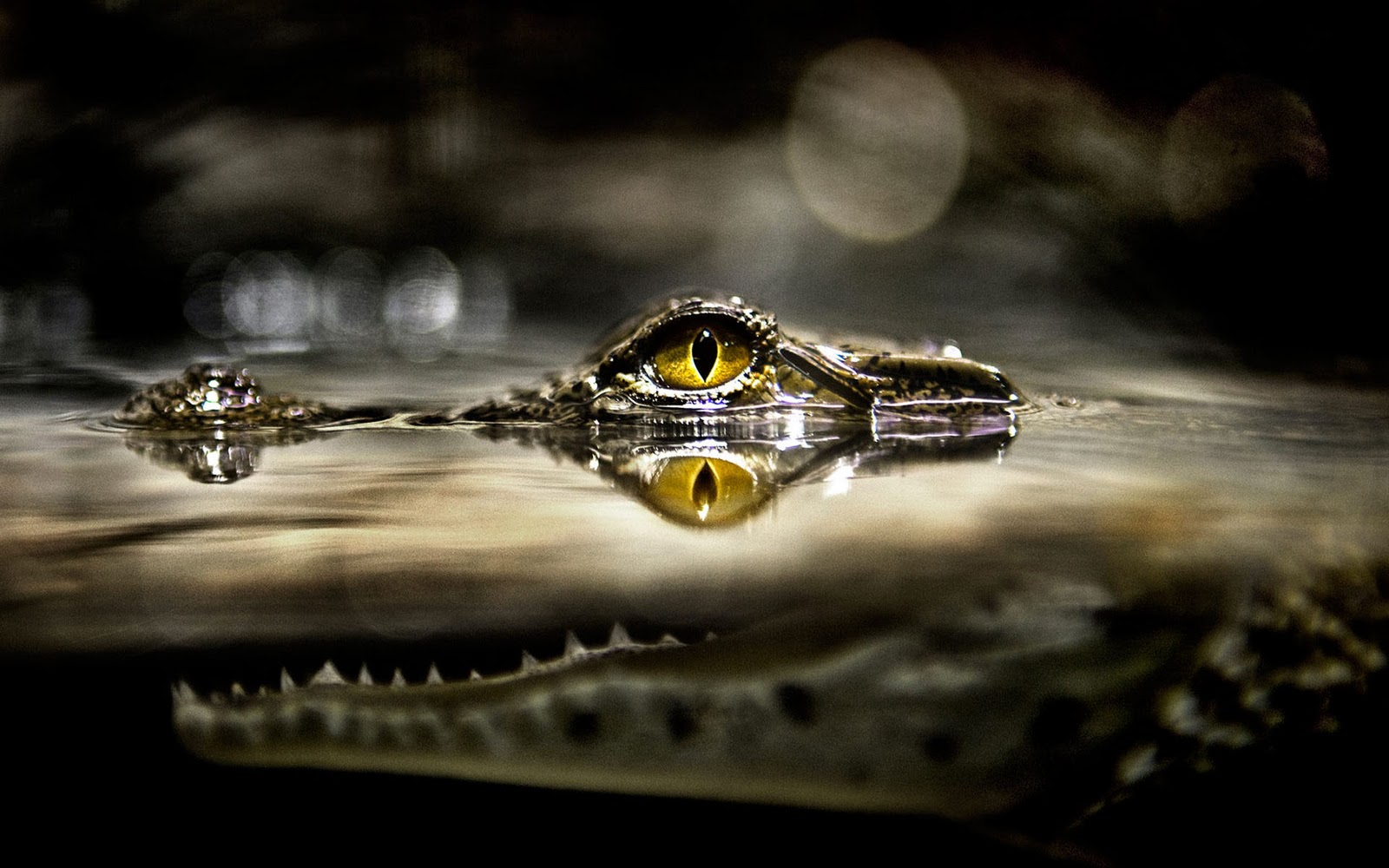 tapeten und hintergründe hd,betrachtung,makrofotografie,gelb,wasser,fotografie