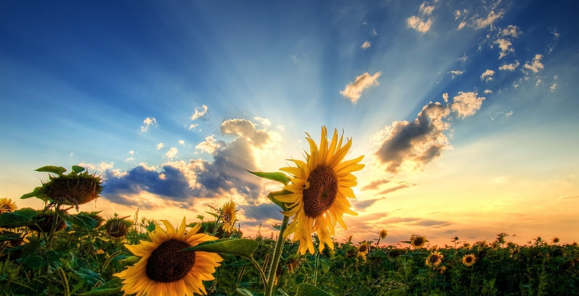 hd wallpapers 1080p widescreen,sunflower,sky,nature,flower,sunflower