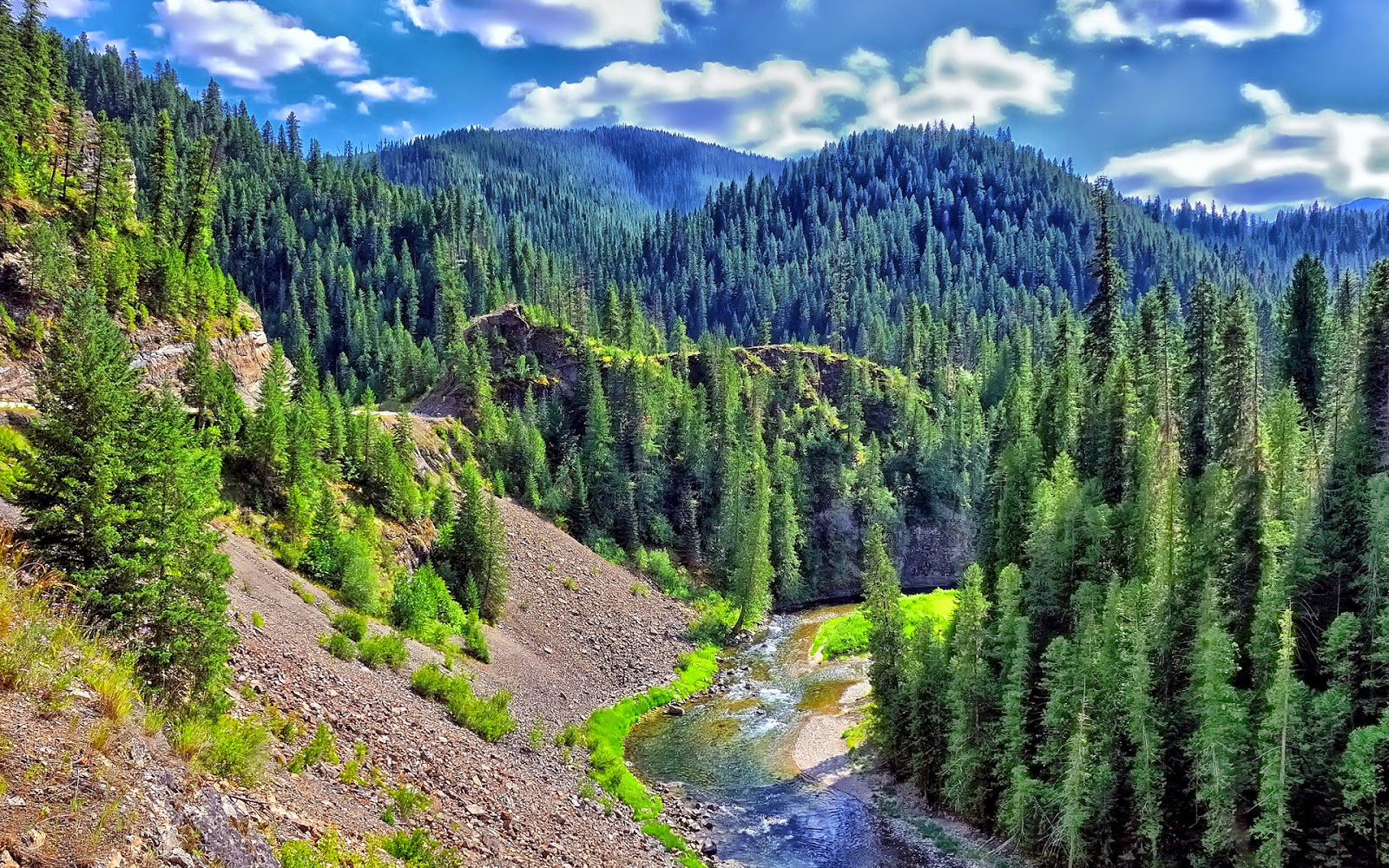 hq壁紙,自然,自然の風景,木,larix lyalliisubalpineカラマツ,トウヒのモミの森