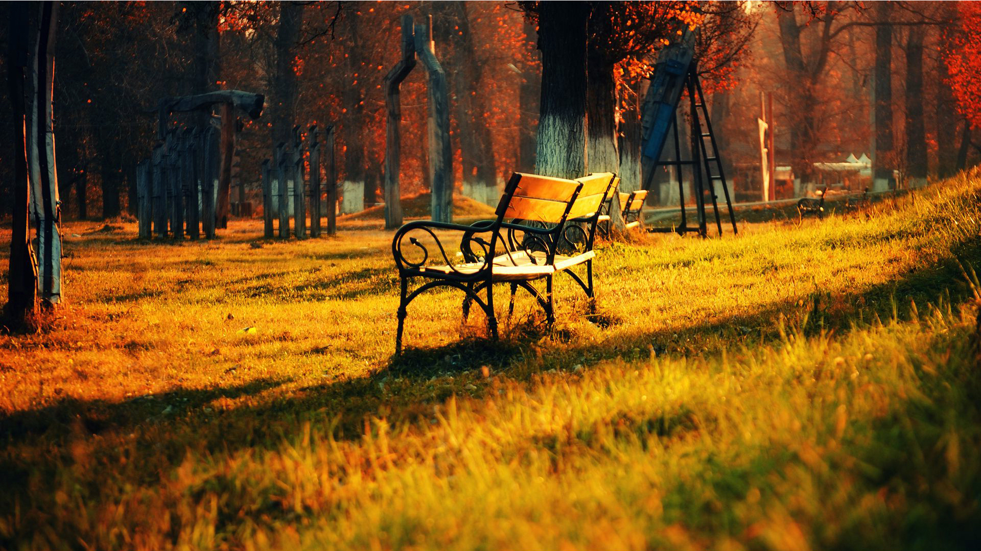 hq tapete,natürliche landschaft,natur,baum,morgen,herbst