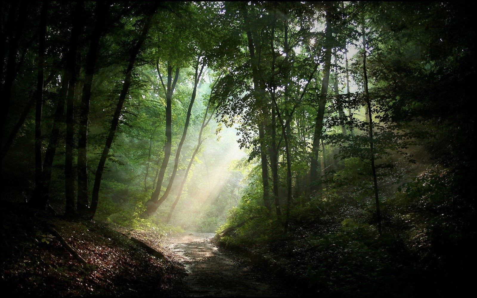 fond d'écran hq,la nature,forêt,paysage naturel,des bois,arbre