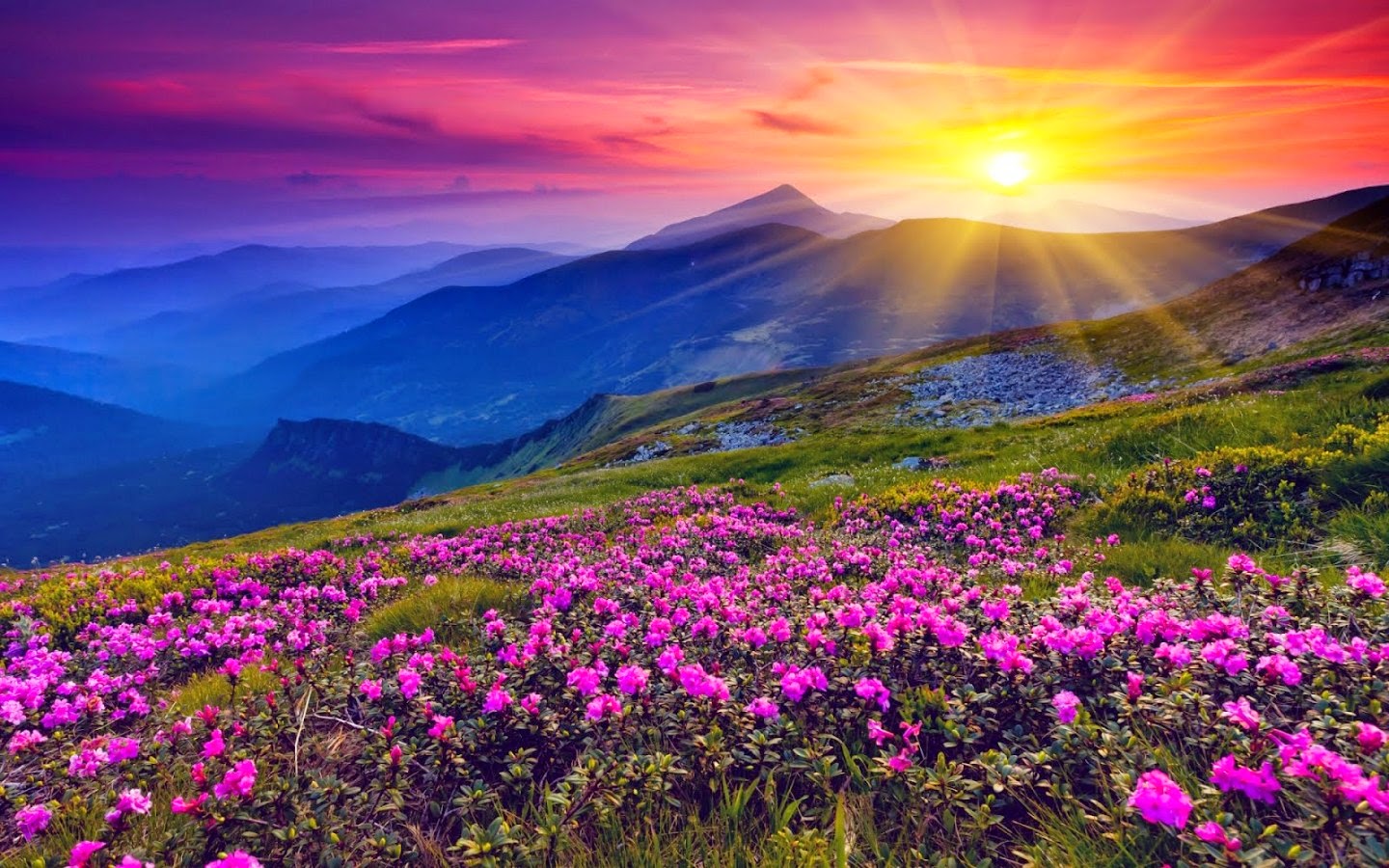 hq wallpaper,natural landscape,nature,sky,flower,mountainous landforms