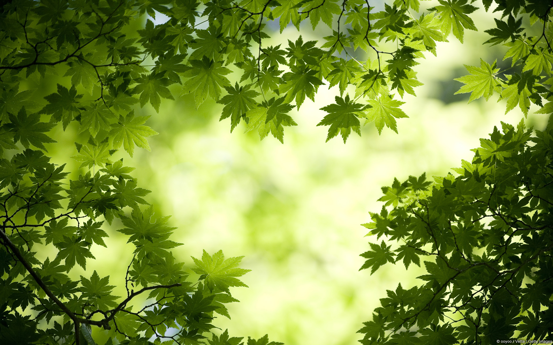 fondo de pantalla hq,verde,naturaleza,hoja,árbol,cielo