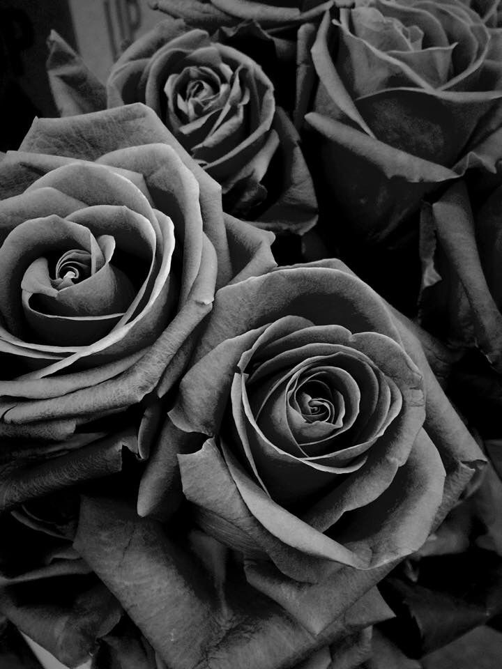 papier peint noir blanc et gris,roses de jardin,rose,fleur,photographie monochrome,pétale