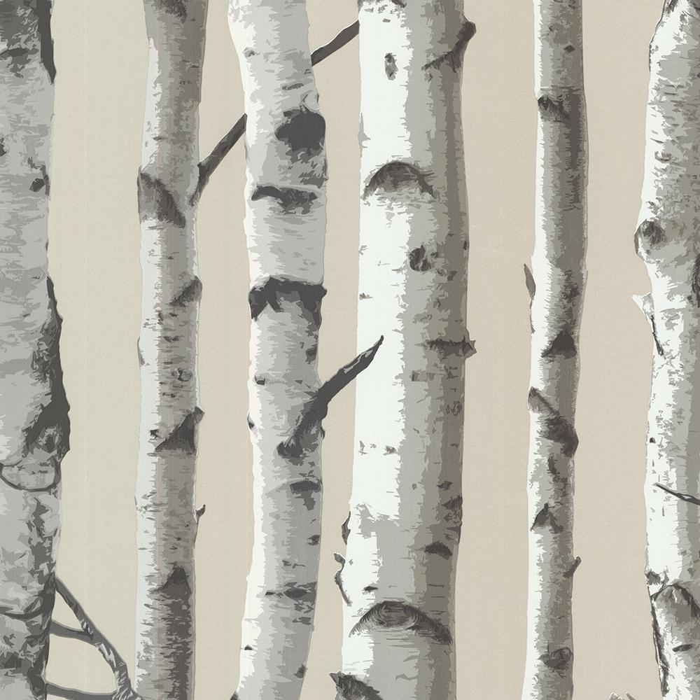 birch tree wallpaper,canoe birch,tree,sweet birch,american aspen,birch