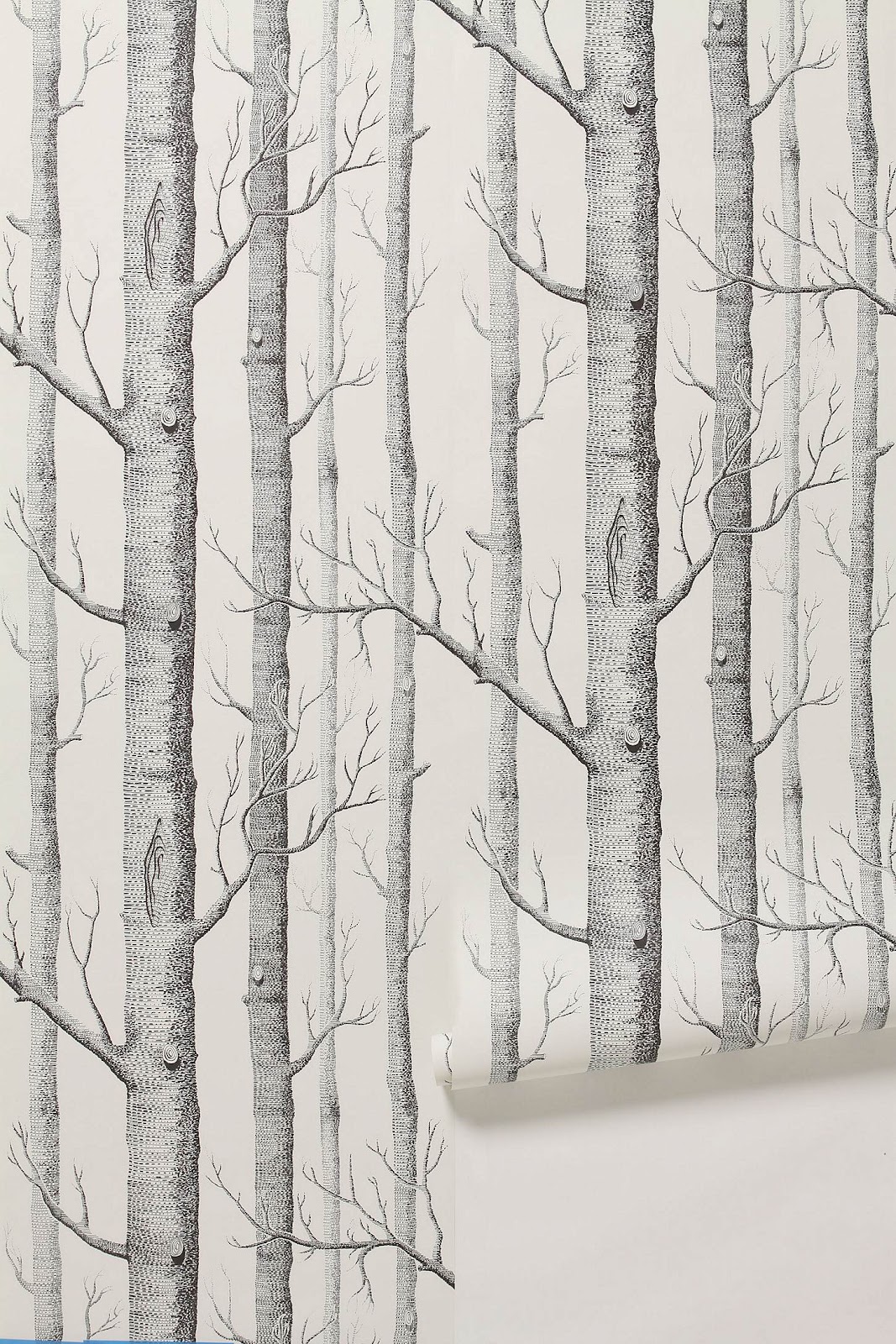 Birch Tree- WallpaperUse