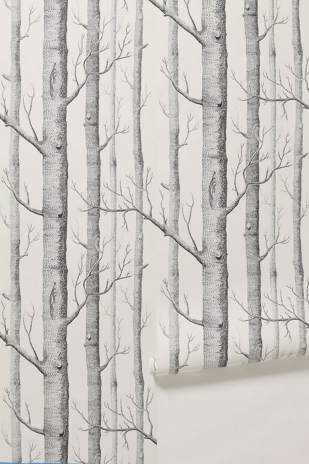birch tree wallpaper,tree,forest,canoe birch,birch,woody plant