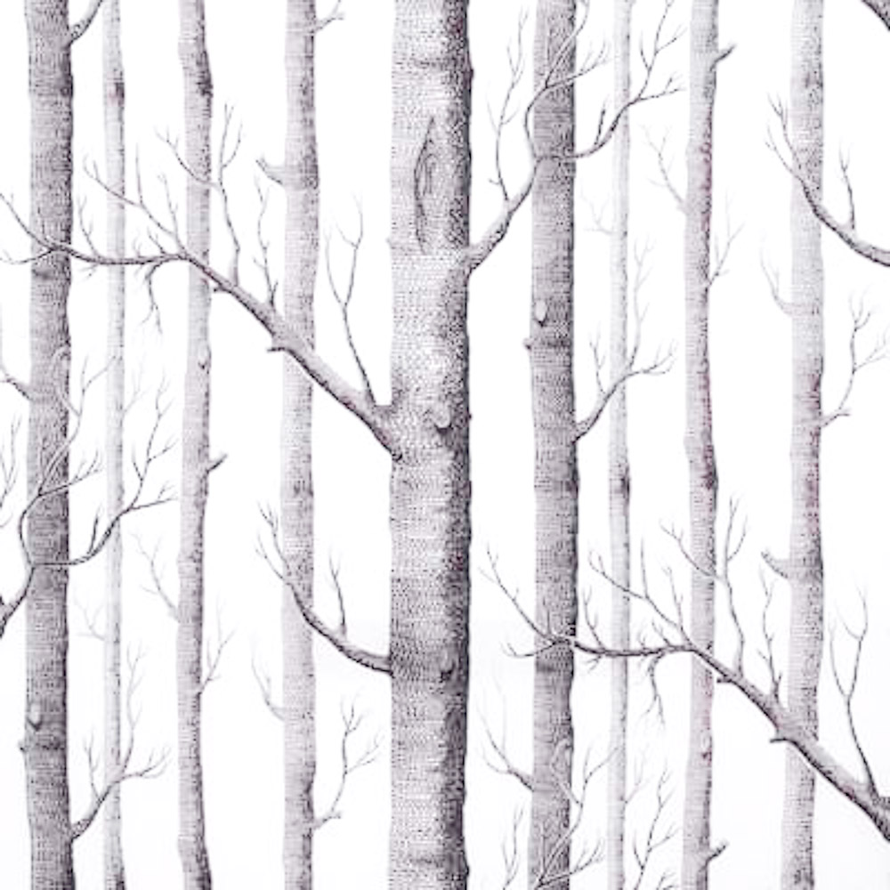 birch tree wallpaper,tree,canoe birch,birch,forest,trunk