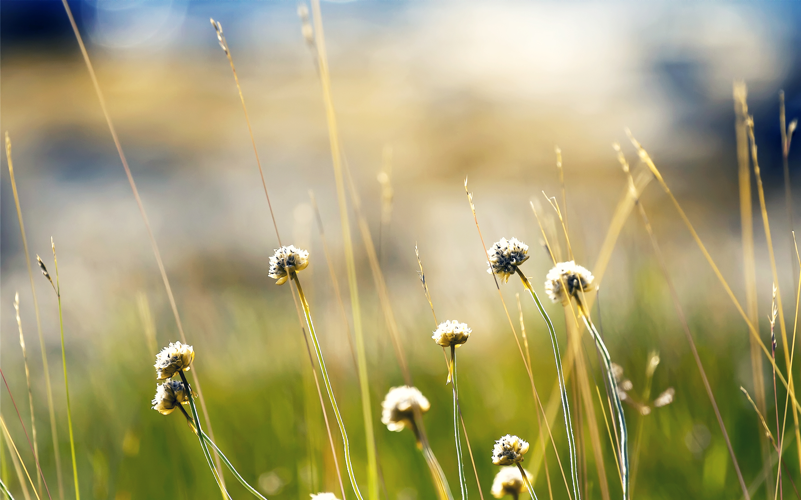 wallpaper hd pic,water,nature,grass,macro photography,plant