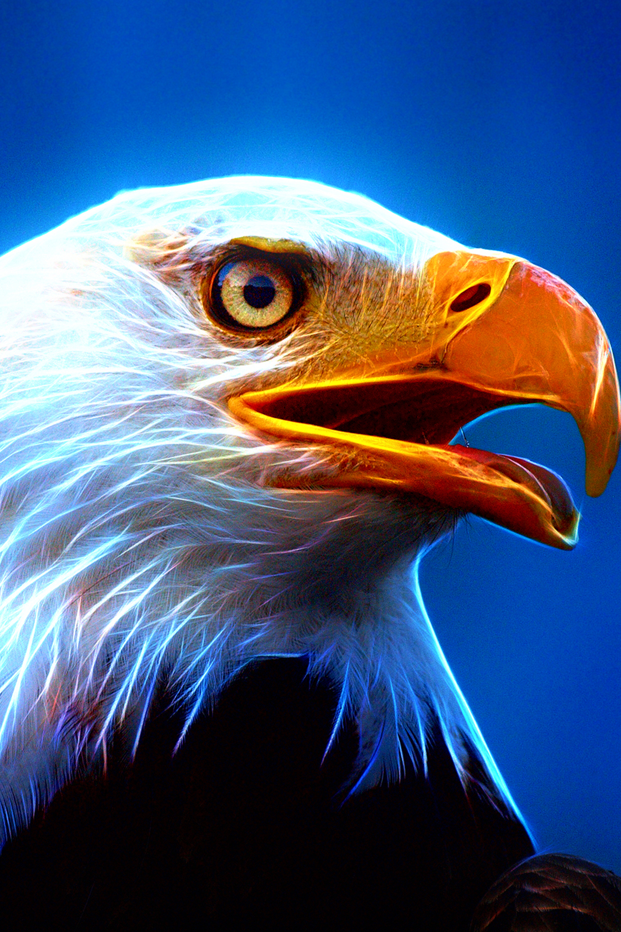 ultra hd wallpapers for mobile,bird,bald eagle,bird of prey,beak,accipitriformes