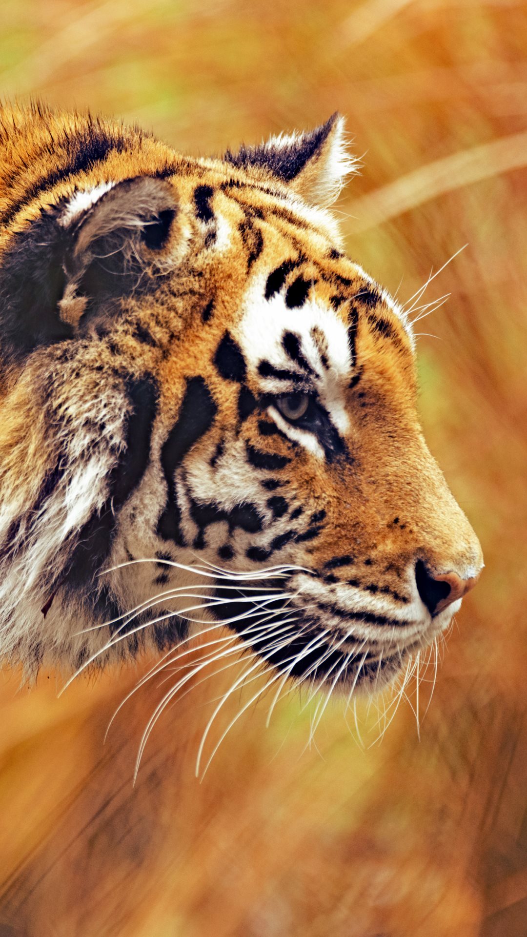 ultra hd wallpaper für handys,landtier,tierwelt,tiger,bengalischer tiger,schnurrhaare