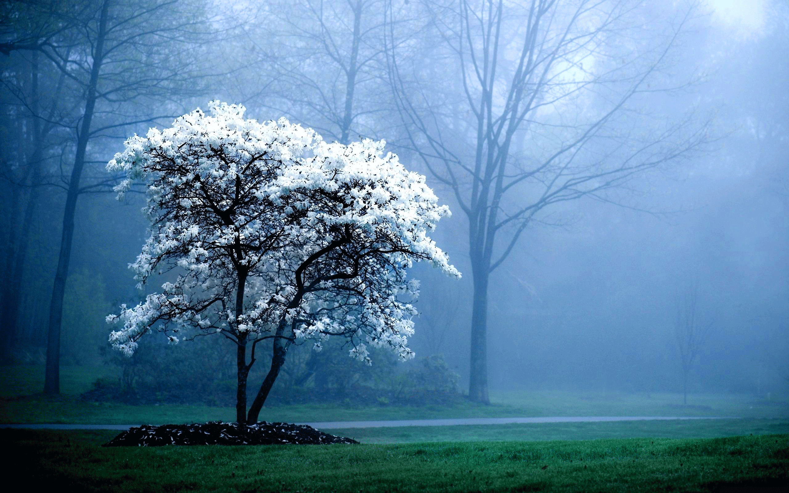 scarica sfondi hd per pc,paesaggio naturale,albero,natura,cielo,atmosfera