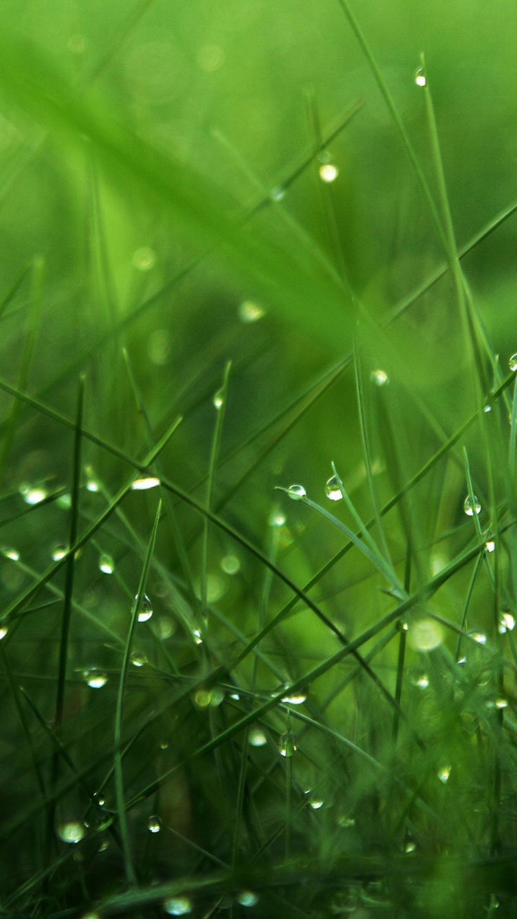 fond d'écran vert iphone,vert,l'eau,la nature,herbe,humidité