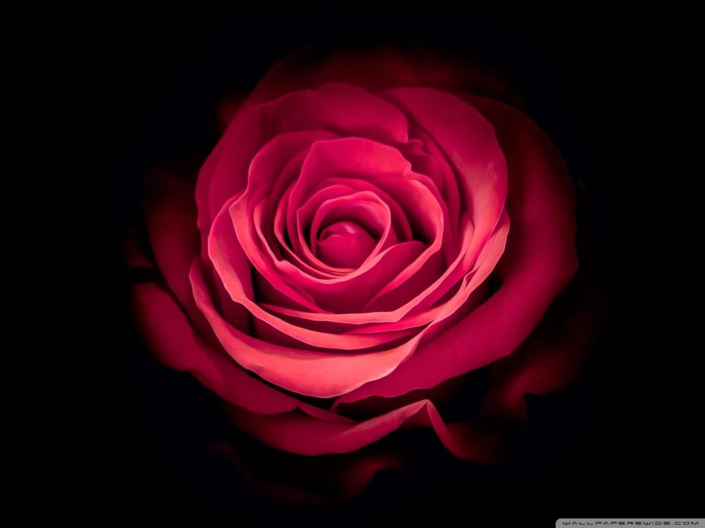 壁紙de amor,ローズ,庭のバラ,花弁,花,赤
