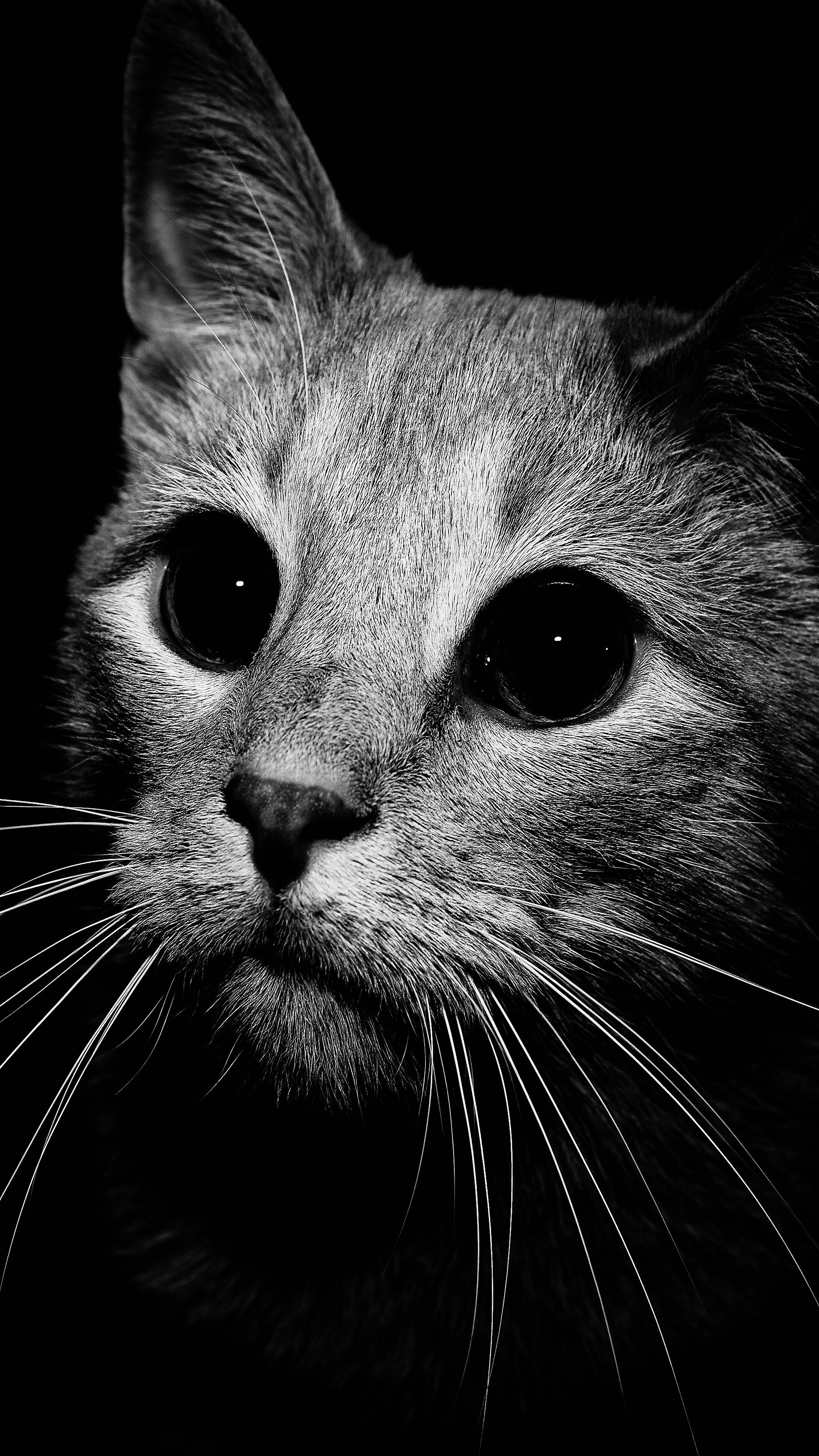 fondo de pantalla para celular hd,gato,bigotes,gatos pequeños a medianos,felidae,en blanco y negro