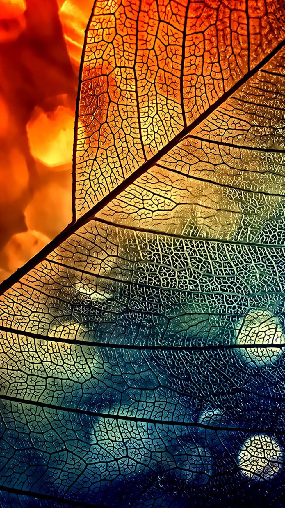 wallpapers para android,leaf,close up,water,sky,line